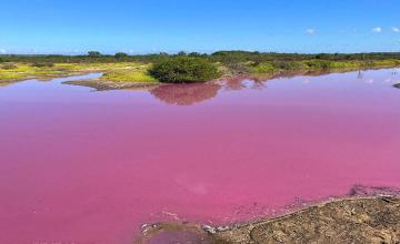 POND MYSTERIOUSLY TURNS BRIGHT PINK IN HAWAII AS EXPERTS REVEAL WHY IT'S A CAUSE FOR CONCERN