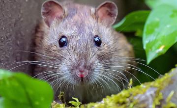 ANIMALS CAUSING RECORD NUMBER OF VEHICLE BREAKDOWNS AND RATS ARE PRIME TROUBLEMAKER