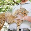MYSTERIOUS CORSICAN 'CAT-FOX' REVEALED AS UNIQUE SPECIES