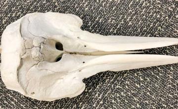 DOLPHIN SKULL WAS FOUND IN SOMEONE'S LUGGAGE IN DETROIT