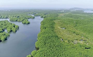 Where Mangroves Meet Dolphins The Untold Story of Hajamro Creek