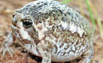 Desert Rain Frog Squeaks, Internet Is Amused
